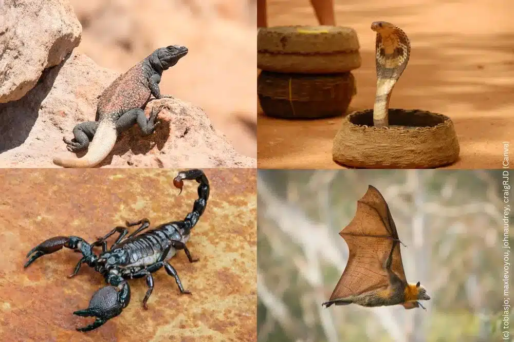 Älteste Tiere der Welt - Eidechse in der Wüste, Kobra im Korb, Scorpion, Feldermaus - tierische-rekorde.com